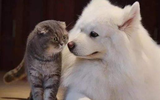 ​猫未必比狗聪明 猫表示智商测试跟我没关系 第9张