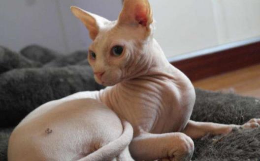 无毛猫不是真的无毛 不能让猫毛过敏者实现养猫愿望 第1张