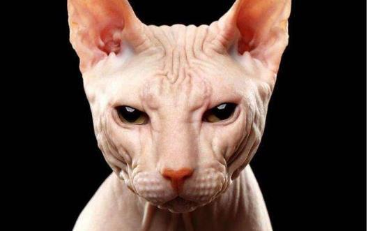 无毛猫不是真的无毛 不能让猫毛过敏者实现养猫愿望 第3张