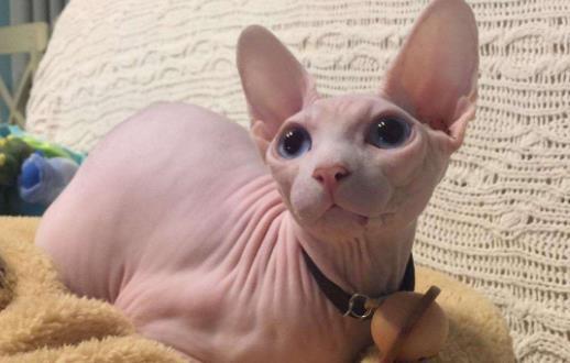 无毛猫不是真的无毛 不能让猫毛过敏者实现养猫愿望 第5张