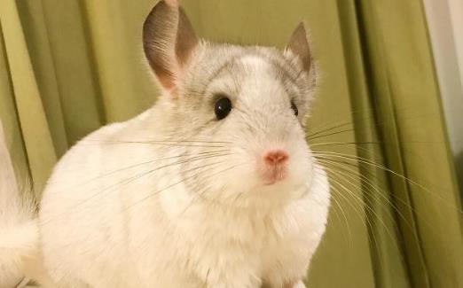 ​养龙猫的注意事项 不要在它胡须上搞事情 第3张