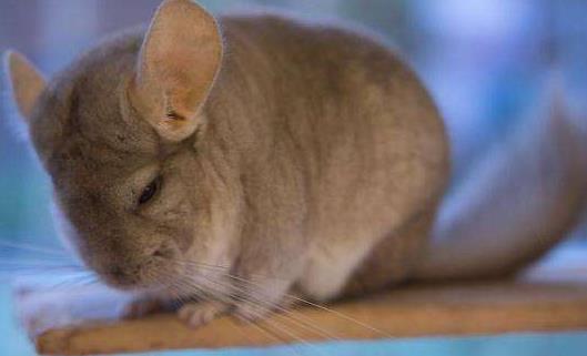 ​养龙猫的注意事项 不要在它胡须上搞事情 第7张