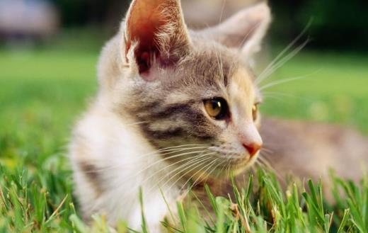 猫咪总会在家门口等主人 你是它的唯一喵生伴侣 第3张