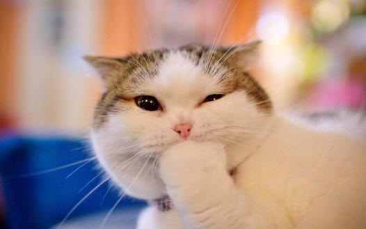 猫咪总会在家门口等主人 你是它的唯一喵生伴侣 第5张