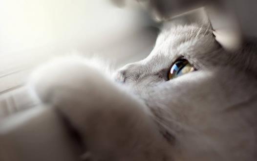 猫咪总会在家门口等主人 你是它的唯一喵生伴侣 第7张