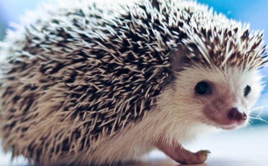 ​把刺猬当宠物来养 养刺猬的经验 第1张