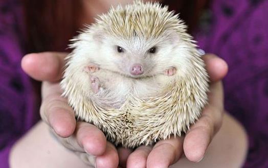 ​把刺猬当宠物来养 养刺猬的经验 第3张