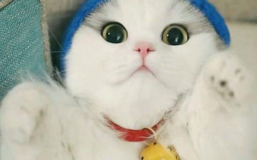 猫爪子上秘密知识 喵喵的肉球是有味道的 第3张
