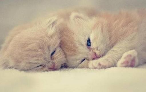 猫爪子上秘密知识 喵喵的肉球是有味道的 第7张