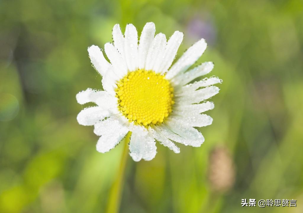 生日的诗句诗词大全（摘抄这42首寓意美好的祝寿诗） 第1张