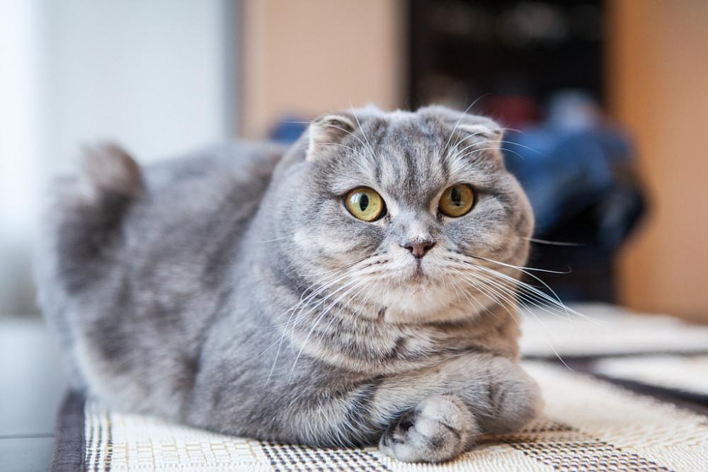 “穷人”养猫，最好避开这几种猫，实在太烧钱了 第5张