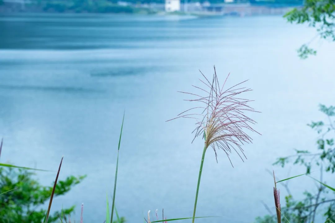 有关雨的诗句及情感（诗中含有雨的诗句） 第7张