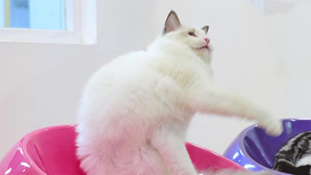 “穷人”养猫，最好避开这几种猫，实在太烧钱了 第19张