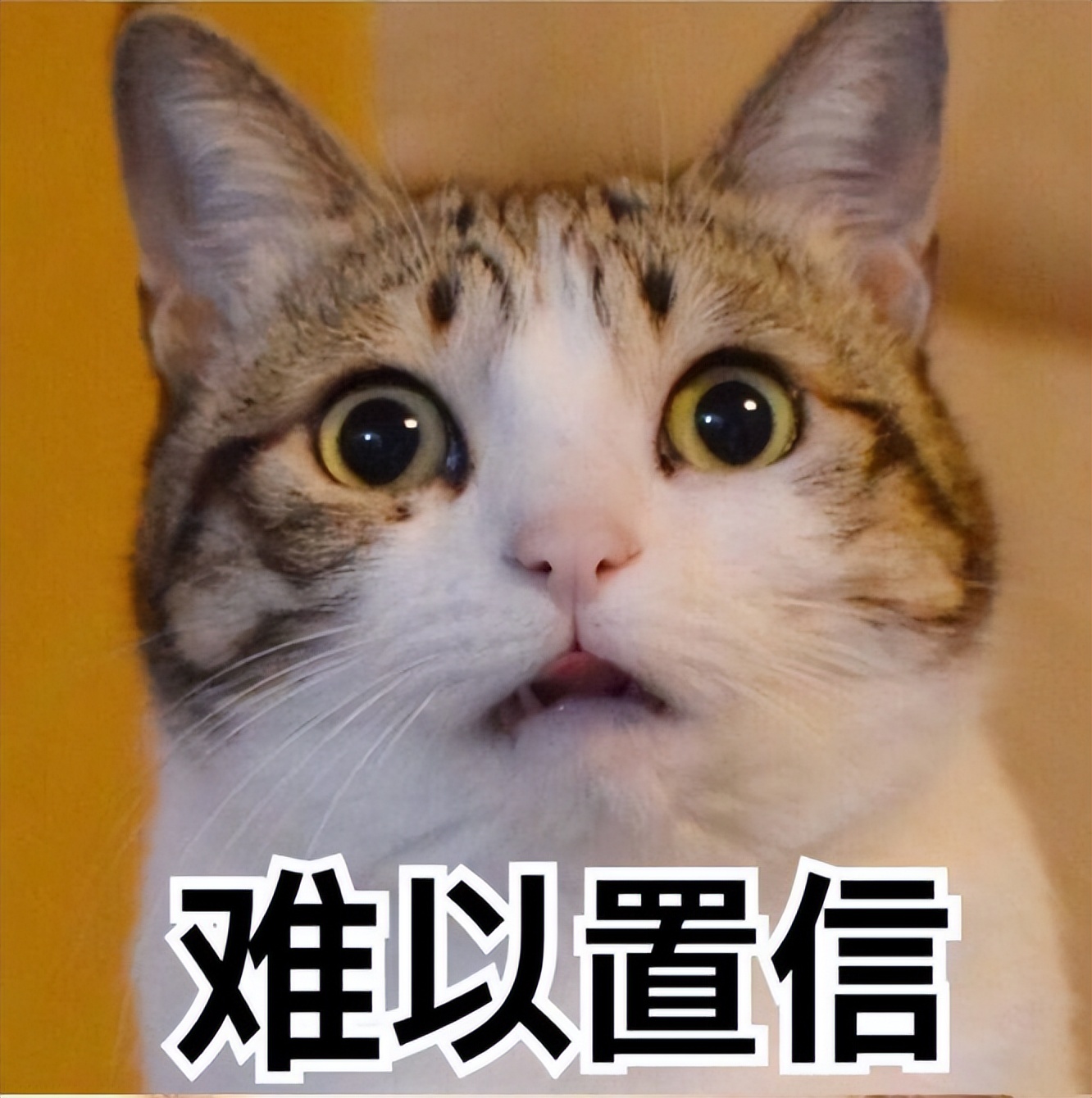 “穷人”养猫，最好避开这几种猫，实在太烧钱了 第1张