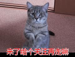 “穷人”养猫，最好避开这几种猫，实在太烧钱了 第23张