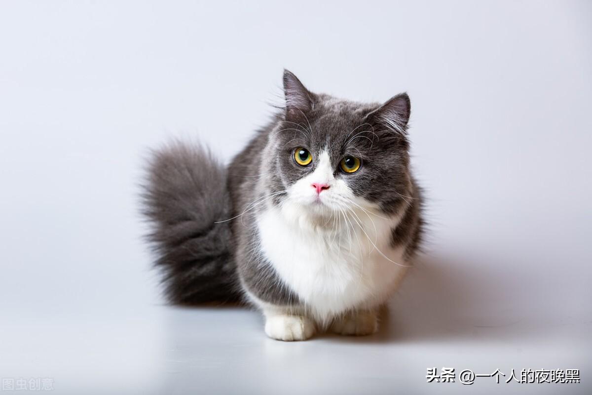 宠物猫的品种及价格（盘点十大新手最好养的猫） 第9张