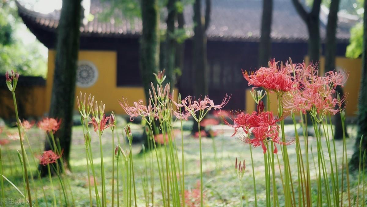 十种招鬼的花（有人却养在家里） 第7张