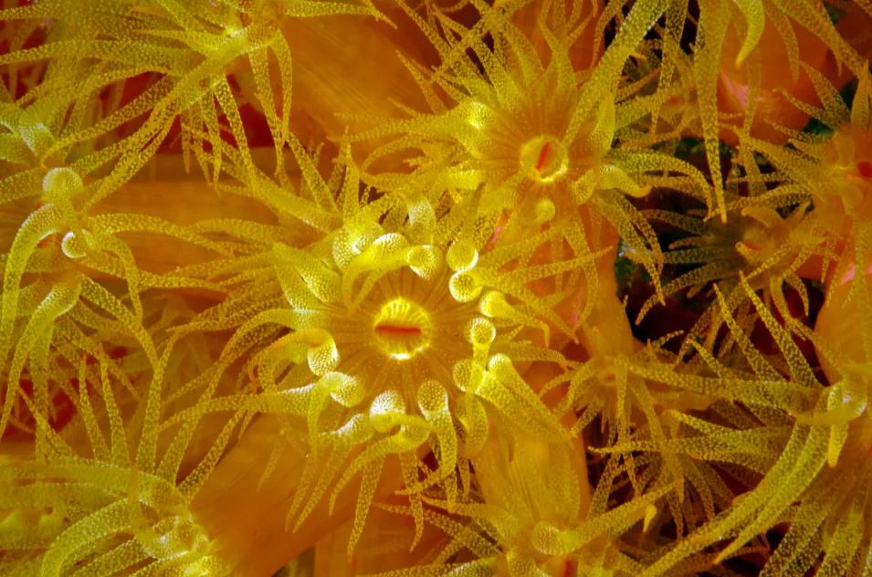 珊瑚，是植物、矿物还是动物？ 第13张