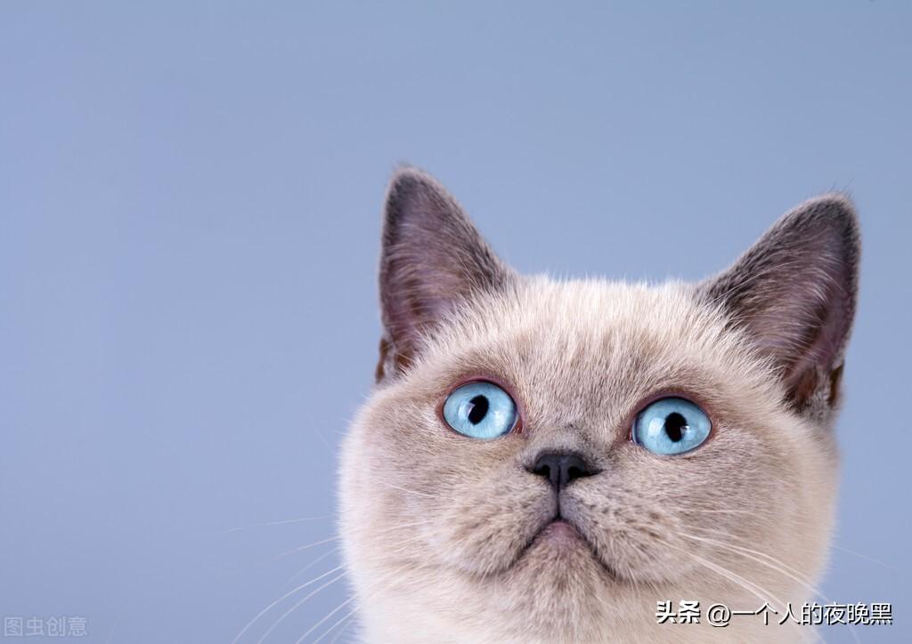 宠物猫的品种及价格（盘点十大新手最好养的猫） 第11张