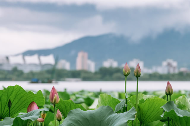 江苏十大适合端午旅游的地方 江苏端午节去哪玩好 第1张