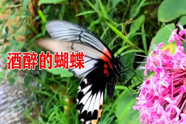 十大热门歌曲排行榜 好听的歌曲排名前十 第5张