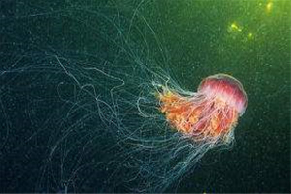 海洋10大巨型生物排行榜 海洋巨型生物图片 第1张