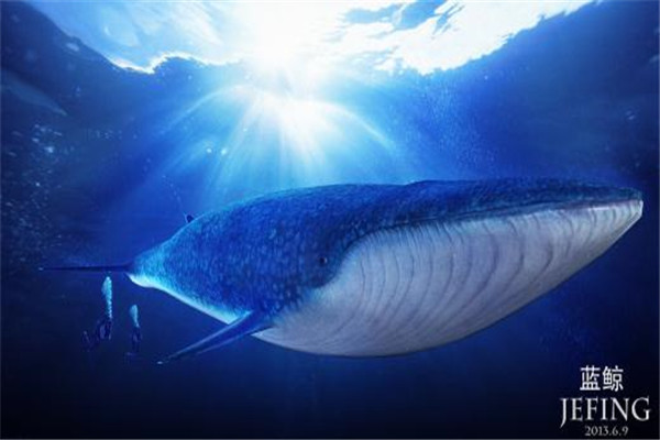 海洋10大巨型生物排行榜 海洋巨型生物图片 第3张