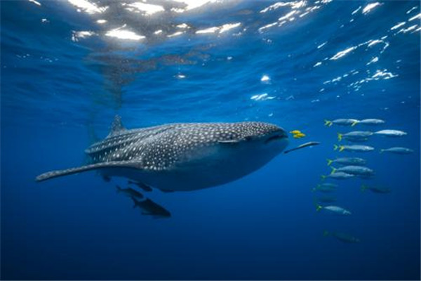海洋10大巨型生物排行榜 海洋巨型生物图片 第7张