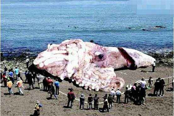 海洋10大巨型生物排行榜 海洋巨型生物图片 第9张