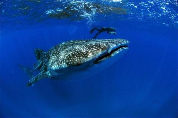 海洋10大巨型生物排行榜 海洋巨型生物图片 第11张