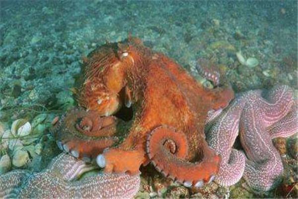 海洋10大巨型生物排行榜 海洋巨型生物图片 第13张