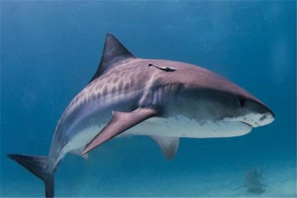 海洋10大巨型生物排行榜 海洋巨型生物图片 第15张