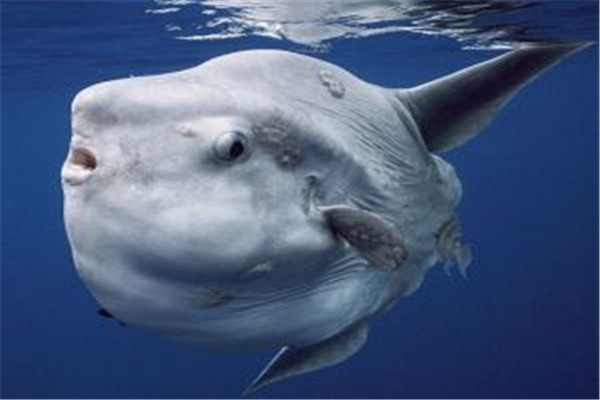 海洋10大巨型生物排行榜 海洋巨型生物图片 第17张