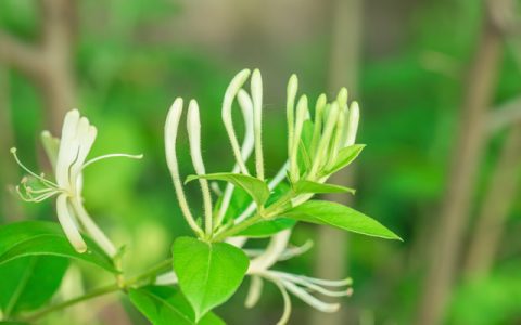 全国优质金银花十大产地 金银花哪里产的好