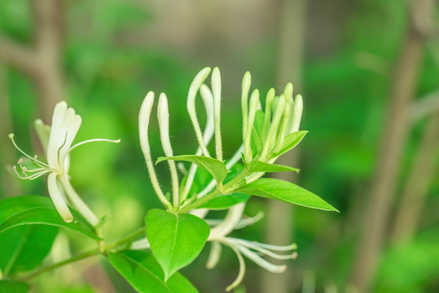 全国优质金银花十大产地 金银花哪里产的好 第1张