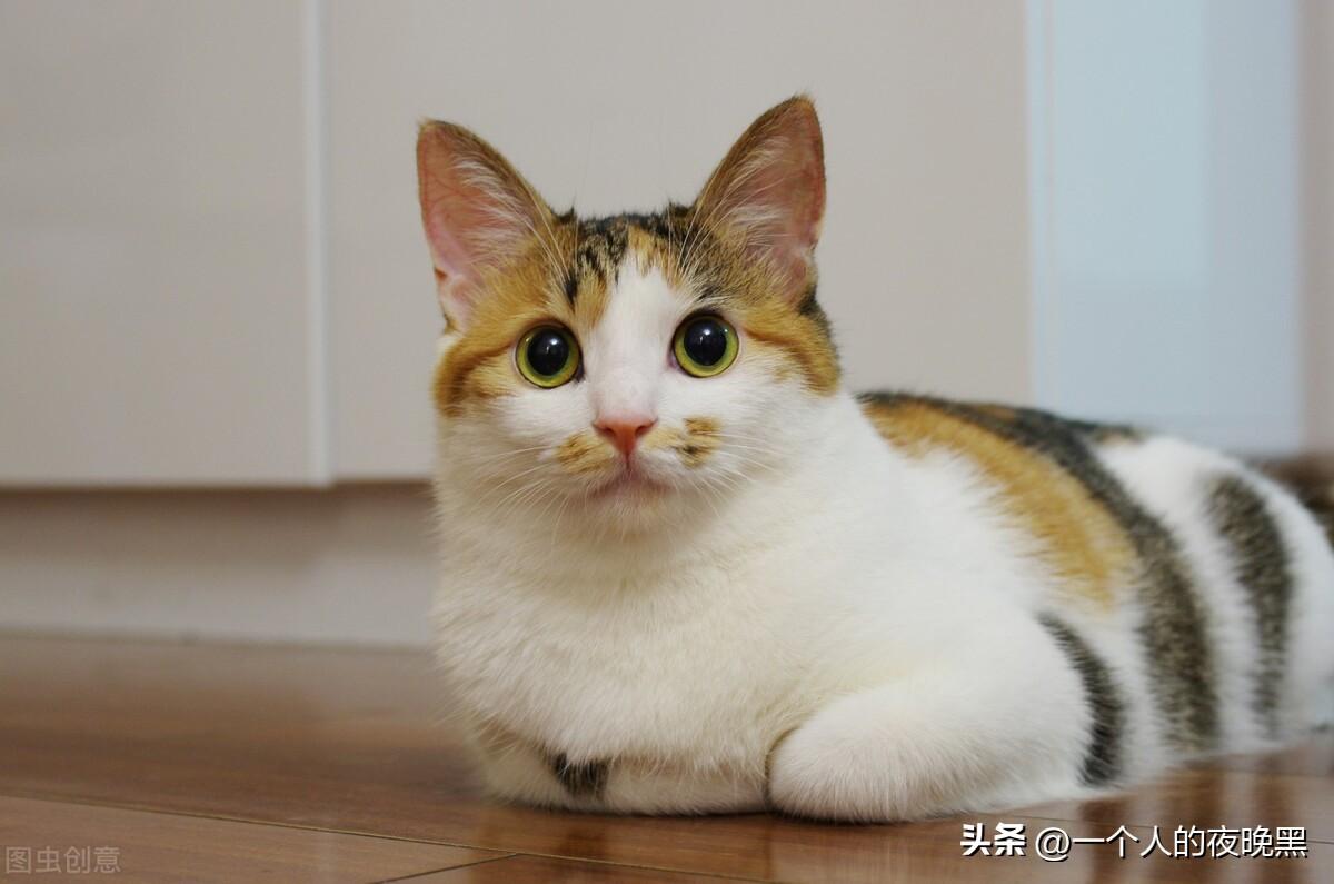 宠物猫的品种及价格（盘点十大新手最好养的猫） 第7张