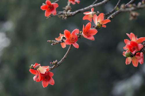 各国国花，有些没见过，涨姿势了！哪个最好看，你来当裁判 第109张