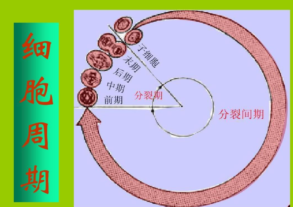 世界上最长寿的人多少岁（揭秘全球最长寿的老人） 第19张