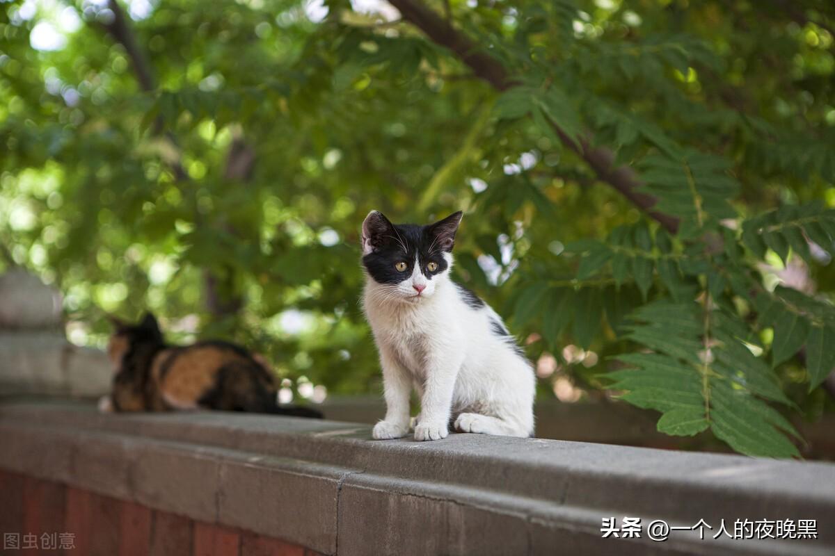 宠物猫的品种及价格（盘点十大新手最好养的猫） 第5张