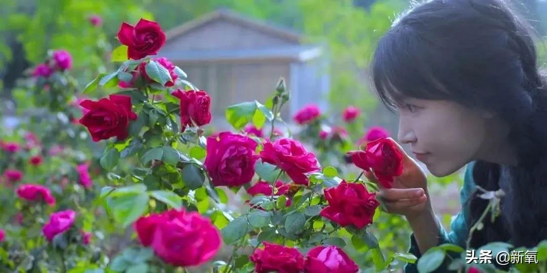 李子柒事件是怎么回事？揭秘李子柒背后的复杂故事 第9张