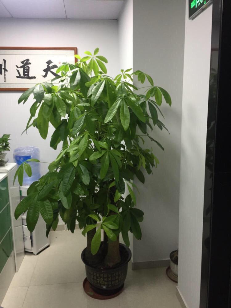 发财树的养殖方法和浇水（盘点发财树养护技巧） 第7张