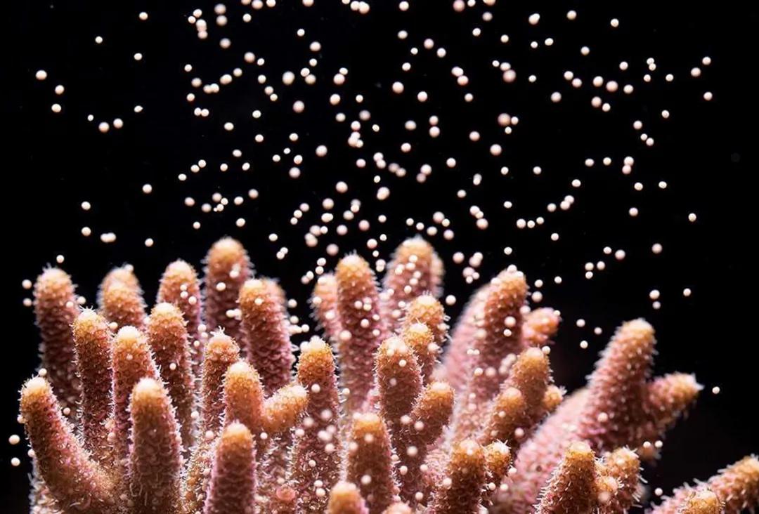 珊瑚，是植物、矿物还是动物？ 第25张