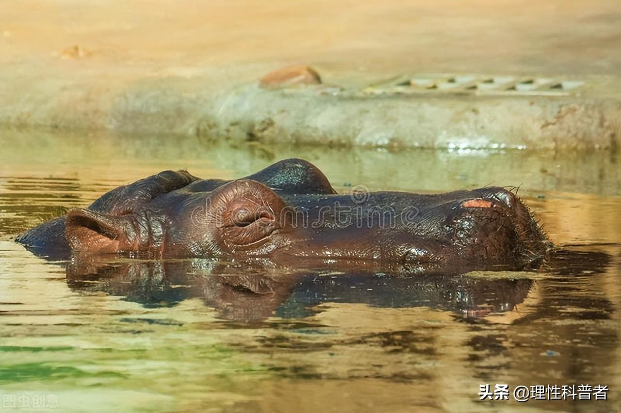河马吃什么食物（浅谈河马的食料与习性） 第7张