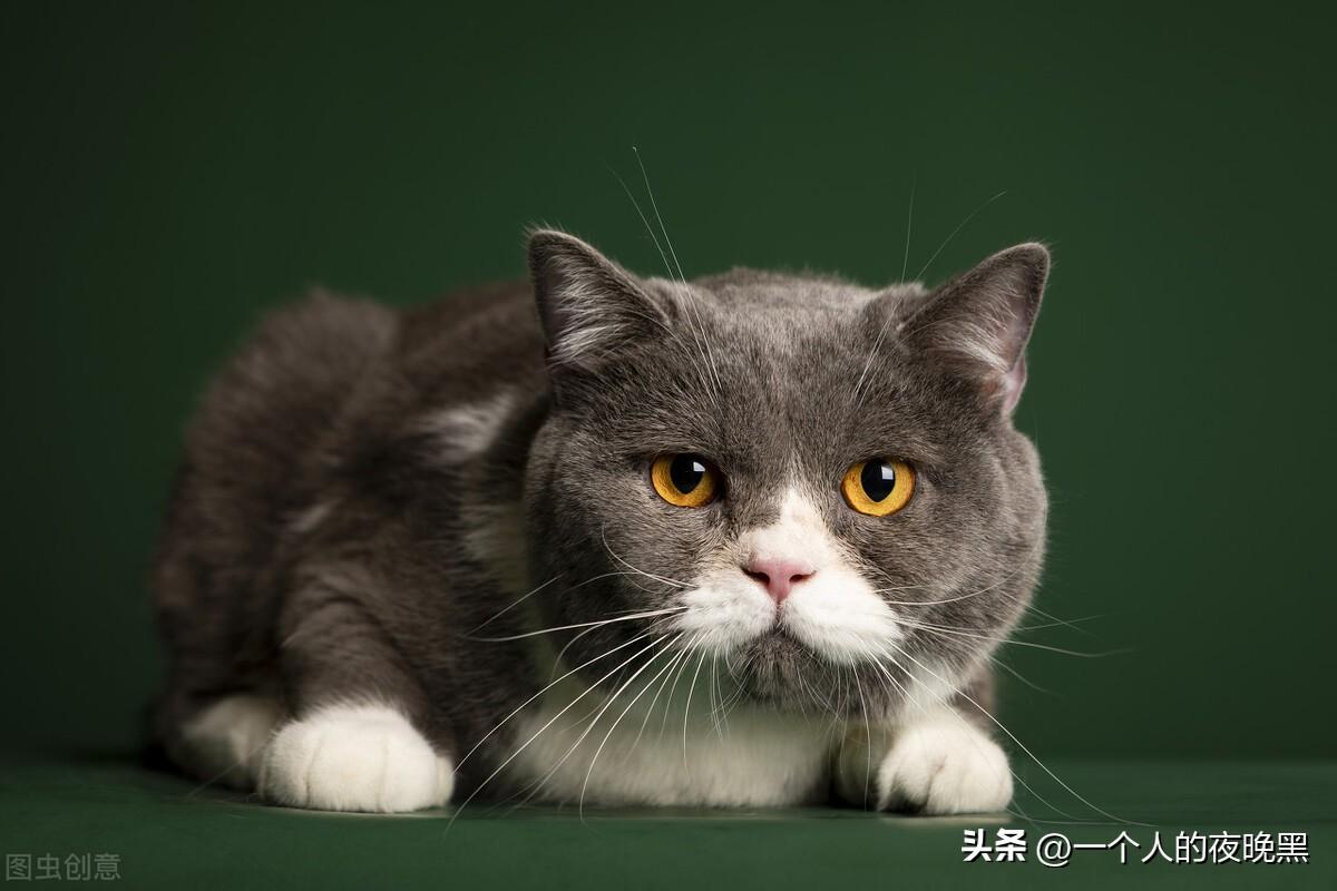 宠物猫的品种及价格（盘点十大新手最好养的猫） 第15张