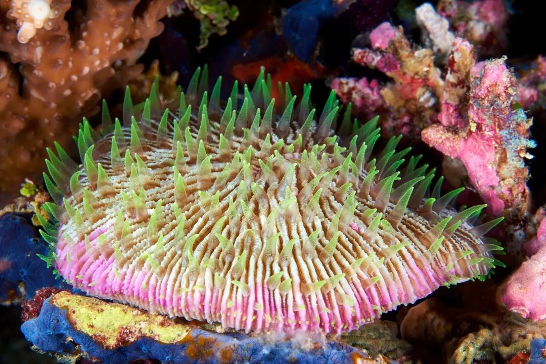 珊瑚，是植物、矿物还是动物？ 第21张