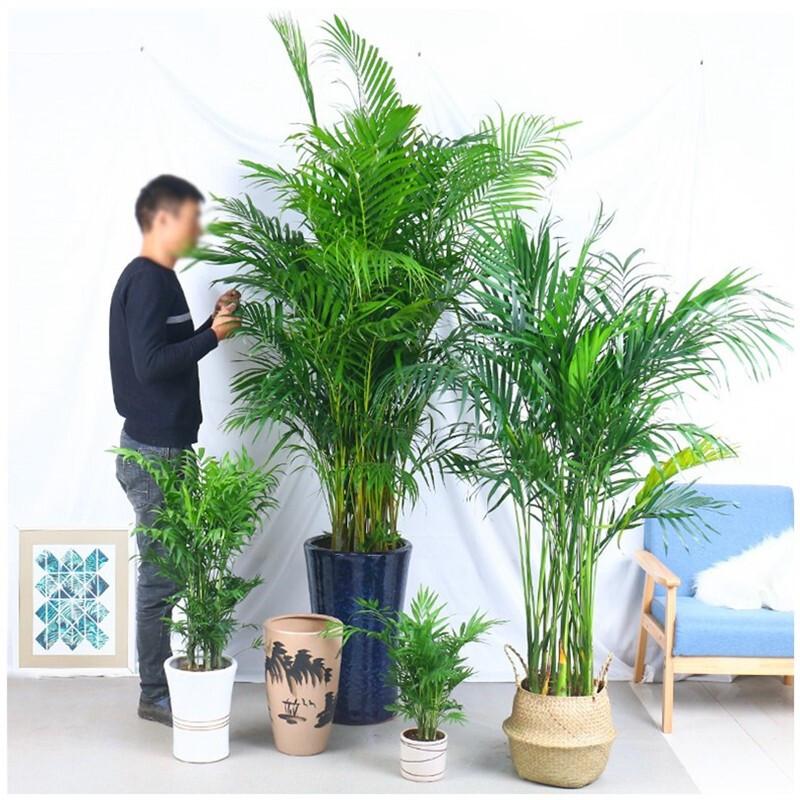 客厅最旺宅的大型植物有哪些(10种“旺家”寓意好的大绿植推荐) 第30张 客厅最旺宅的大型植物有哪些(10种“旺家”寓意好的大绿植推荐) 第30张