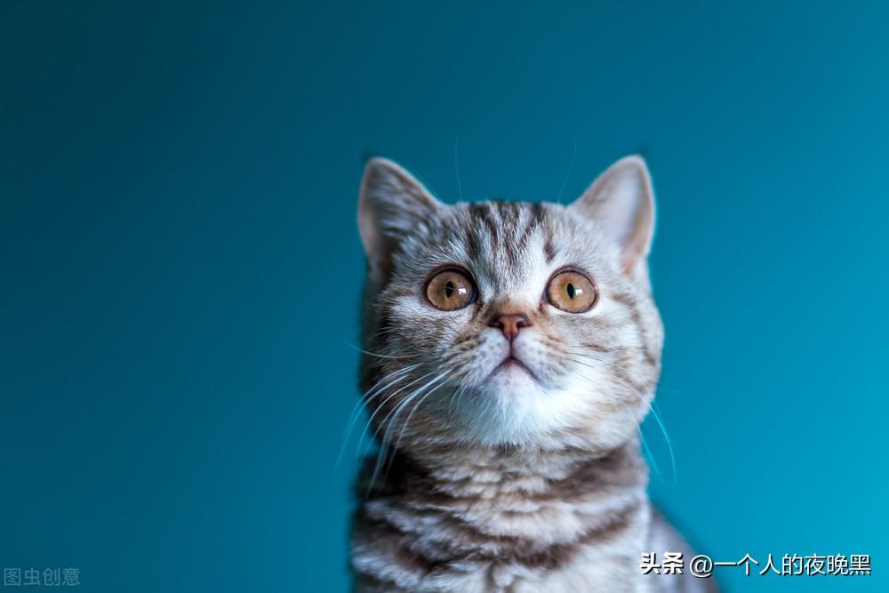 宠物猫的品种及价格（盘点十大新手最好养的猫） 第17张
