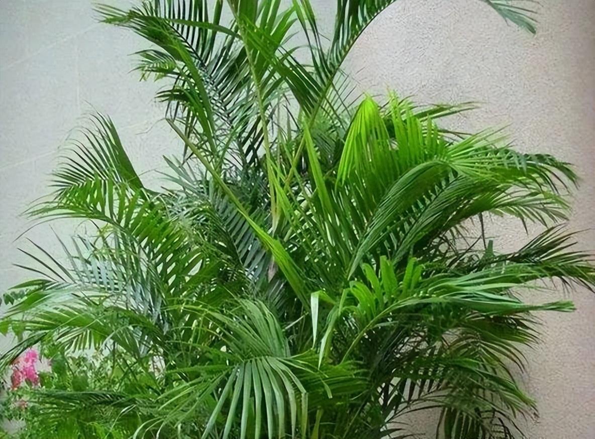 客厅最旺宅的大型植物有哪些(10种“旺家”寓意好的大绿植推荐) 第26张 客厅最旺宅的大型植物有哪些(10种“旺家”寓意好的大绿植推荐) 第26张