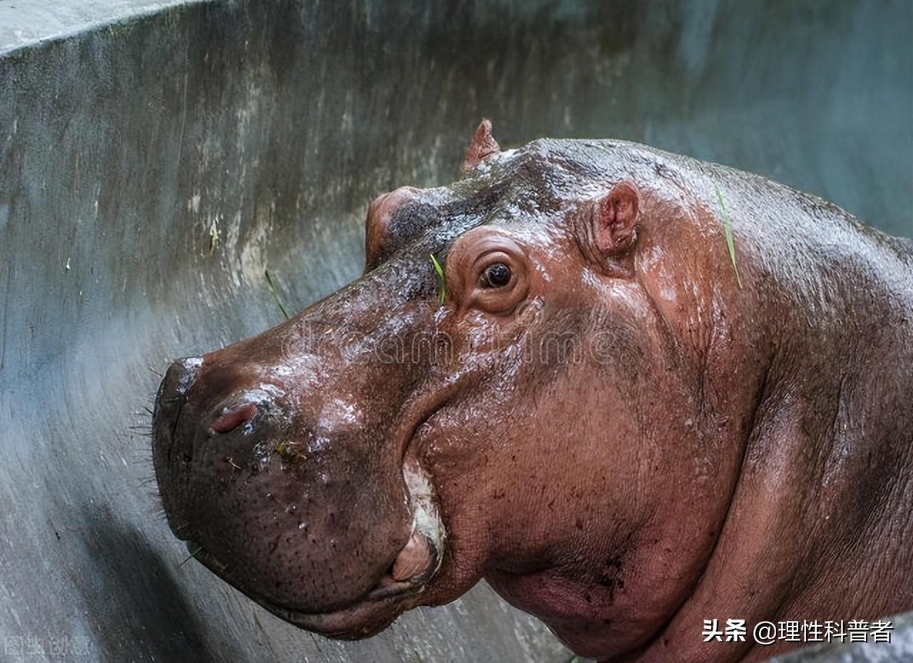 河马吃什么食物（浅谈河马的食料与习性） 第1张