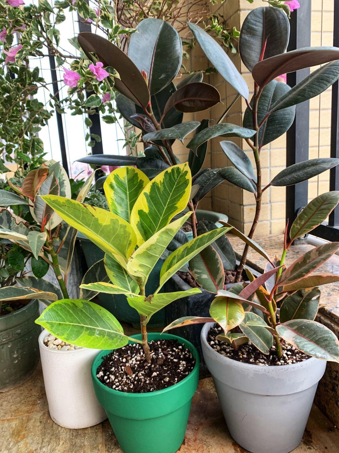 客厅最旺宅的大型植物有哪些(10种“旺家”寓意好的大绿植推荐) 第50张 客厅最旺宅的大型植物有哪些(10种“旺家”寓意好的大绿植推荐) 第50张